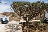 Brava : Vila Nova Sintra : dragon tree : Landscape Town
Cabo Verde Foto Gallery