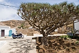 Brava : Vila Nova Sintra : dragon tree : Landscape Town
Cabo Verde Foto Gallery