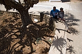 Brava : Vila Nova Sintra : dragon tree : People Recreation
Cabo Verde Foto Gallery