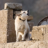 Brava : Vila Nova Sintra : co : Nature Animals
Cabo Verde Foto Galeria