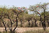 Brava : Fontainhas : malva : Nature Plants
Cabo Verde Foto Galeria