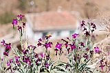 Brava : Vila Nova Sintra : flor : Nature Plants
Cabo Verde Foto Galeria