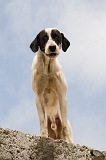Brava : Villa Nova Sintra : dog : Nature Animals
Cabo Verde Foto Gallery