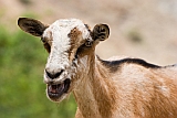 Brava : Furna : goat : Nature Animals
Cabo Verde Foto Gallery