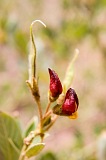 So Nicolau : Ribeira da Prata : bean : Nature Plants
Cabo Verde Foto Gallery