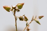 So Nicolau : Ribeira da Prata : flower : Nature Plants
Cabo Verde Foto Gallery