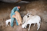 So Nicolau : Cabealinho : farmer : People Work
Cabo Verde Foto Gallery