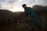 So Nicolau : Cabealinho : agricultor : People Work
Cabo Verde Foto Galeria