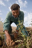 So Nicolau : Cabealinho : farmer : People Work
Cabo Verde Foto Gallery