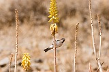 So Nicolau : Vila da Ribeira Brava : bird : Nature Animals
Cabo Verde Foto Gallery