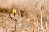 So Nicolau : Vila da Ribeira Brava : bird : Nature Animals
Cabo Verde Foto Gallery