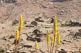 So Nicolau :  : aloe vera : Nature Plants
Cabo Verde Foto Gallery