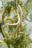 So Nicolau : Carrial : acacia : Nature Plants
Cabo Verde Foto Gallery