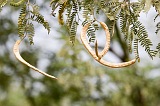 So Nicolau : Carrial : acacia : Nature Plants
Cabo Verde Foto Gallery