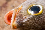 So Nicolau : Carrial : peixe : Nature Animals
Cabo Verde Foto Galeria