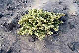 Insel: So Vicente  Wanderweg:  Ort: Vulco Viana Motiv: Pflanze Motivgruppe: Nature Plants © Florian Drmer www.Cabo-Verde-Foto.com