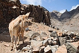 So Vicente : Santa Luzia da Terra : donkey : Nature Animals
Cabo Verde Foto Gallery