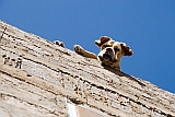 Insel: So Vicente  Wanderweg:  Ort: Ribeira da Vinha Motiv: Hund Motivgruppe: Nature Animals © Florian Drmer www.Cabo-Verde-Foto.com