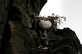 Santo Anto : Fontainhas Manuel d Joelho : agricultor : People Work
Cabo Verde Foto Galeria