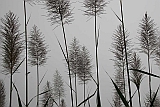 Insel: Santo Anto  Wanderweg:  Ort: Pal Motiv: Zuckerrohr Motivgruppe: Nature Plants © Florian Drmer www.Cabo-Verde-Foto.com