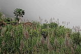 Insel: Santo Anto  Wanderweg:  Ort: Pal Motiv: Zuckerrohr Motivgruppe: Landscape Agriculture © Florian Drmer www.Cabo-Verde-Foto.com