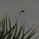 Santo Anto : Ribeira Grande : aranha : Nature Animals
Cabo Verde Foto Galeria