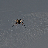 Insel: Santo Anto  Wanderweg:  Ort: Ribeira Grande Motiv: Spinne Motivgruppe: Nature Animals © Florian Drmer www.Cabo-Verde-Foto.com