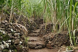 Insel: Santo Anto  Wanderweg:  Ort: Lombo de Pico Motiv: Zuckerrohr Motivgruppe: Landscape Agriculture © Florian Drmer www.Cabo-Verde-Foto.com