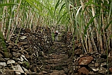 Insel: Santo Anto  Wanderweg:  Ort: Lombo de Pico Motiv: Zuckerrohr Motivgruppe: Landscape Agriculture © Florian Drmer www.Cabo-Verde-Foto.com