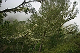 Santo Anto : Lombo de Pico : bosque de neblinas : Landscape Forest
Cabo Verde Foto Galeria