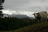 Insel: Santo Anto  Wanderweg:  Ort: Lombo de Pico Motiv: Schaf Motivgruppe: Nature Animals © Florian Drmer www.Cabo-Verde-Foto.com