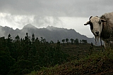 Insel: Santo Anto  Wanderweg:  Ort: Lombo de Pico Motiv: Schaf Motivgruppe: Nature Animals © Florian Drmer www.Cabo-Verde-Foto.com