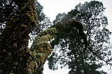 Santo Anto : Lombo de Pico : mist forest : Landscape Forest
Cabo Verde Foto Gallery