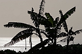Insel: Santo Anto  Wanderweg:  Ort: Tarrafal de Monte Trigo Motiv: Banane Motivgruppe: Landscape Sea © Florian Drmer www.Cabo-Verde-Foto.com