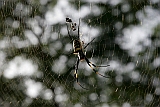 Santo Anto : Tarrafal de Monte Trigo : spider : Nature Animals
Cabo Verde Foto Gallery