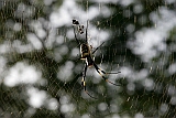 Insel: Santo Anto  Wanderweg:  Ort: Tarrafal de Monte Trigo Motiv: Spinne Motivgruppe: Nature Animals © Florian Drmer www.Cabo-Verde-Foto.com