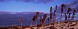 Boa Vista : Sal Rei : Palm tree : Landscape
Cabo Verde Foto Gallery