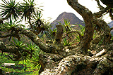 Insel: Santo Anto  Wanderweg:  Ort: Paul Motiv: Drachenbaum Motivgruppe: Nature Plants © Pitt Reitmaier www.Cabo-Verde-Foto.com