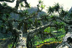 Santo Anto : Paul : dragontree : Nature Plants
Cabo Verde Foto Gallery