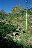 Insel: Santo Anto  Wanderweg: 103 Ort: Paul Ribeiraozinho Motiv: Kaffeeplantage Motivgruppe: Landscape Agriculture © Pitt Reitmaier www.Cabo-Verde-Foto.com