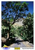 Santo Anto : Figueiral : Hiking on a cubble stone road : Landscape Mountain
Cabo Verde Foto Gallery