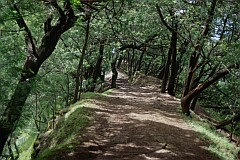 Insel: Santo Anto  Wanderweg: 106 Ort: Pico da Cruz Pero Dias Motiv: Allee in Richtung Estanca da Pedra   Grevilea robusta Motivgruppe: Landscape © Pitt Reitmaier www.Cabo-Verde-Foto.com