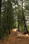 Santo Anto : gua das Caldeiras : hiking trail : Landscape Forest
Cabo Verde Foto Gallery