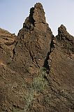 Santo Anto : Forquinha Alto Mira : sarcostemma daltonii : Nature Plants
Cabo Verde Foto Gallery