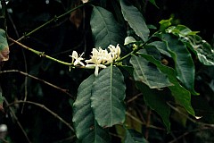 Insel: Santo Anto  Wanderweg: 103 Ort: Paul Motiv: Kaffeeblte Motivgruppe: Nature Plants © Pitt Reitmaier www.Cabo-Verde-Foto.com