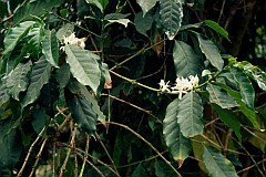 Santo Antão : Paul : flower coffee : Nature Plants
Cabo Verde Foto Gallery