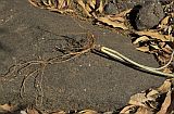Santo Anto : Tabuga de Cima : sarcostemma daltonii : Nature Plants
Cabo Verde Foto Gallery