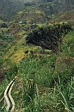 Insel: Santo Anto  Wanderweg:  Ort: Paul Ch de Joao Vaz Motiv: Drachenbaum Motivgruppe: Nature Plants © Pitt Reitmaier www.Cabo-Verde-Foto.com