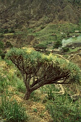 Insel: Santo Anto  Wanderweg:  Ort: Paul Ch de Joao Vaz Motiv: Drachenbaum Motivgruppe: Nature Plants © Pitt Reitmaier www.Cabo-Verde-Foto.com