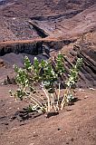 São Nicolau : Hortela Monte Gordo : bombardeira : Nature Plants
Cabo Verde Foto Gallery